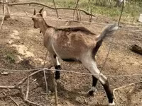 母山羊, Nubian Goat — 照片 5