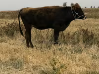 Krowa, Swiss cattle — zdjęcie 3