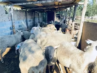 Kos, Merinoland sheep — 2. fotó