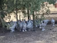 براهما — الصورة 4