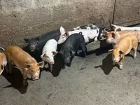 Sow, Pigs — photo 5