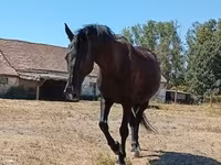 母马, Horses — 照片 4