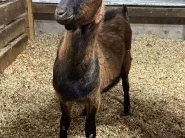 Keçi, Alpine goat
