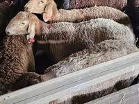 Kozel, Boer goat — foto 3