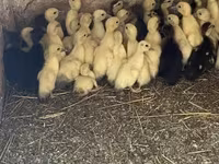 Ducks — foto 3