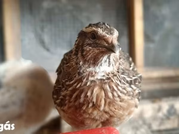 Quails — 匈牙利