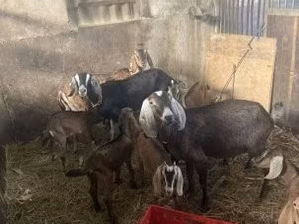 山羊（批次，未指定性别）, Goats