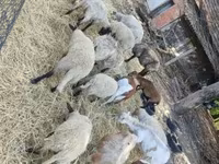 Schafe (Partie, Geschlecht nicht angegeben), Cameroon sheep — Foto 3