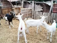 बकरा, बकरियाँ — फ़ोटो 3