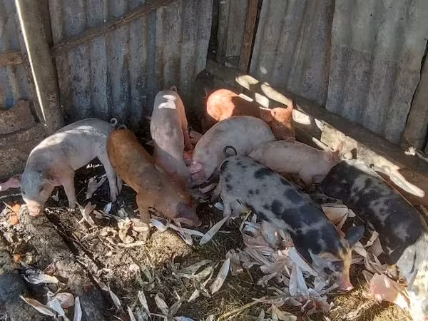 Boar, Pigs