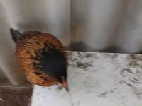 gallina danesa — foto 2
