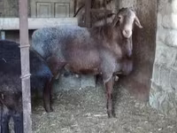 Beran, Hissar sheep — foto 5