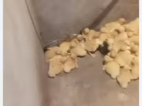 Német Pekin — 2. fotó
