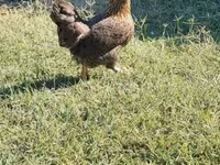 Chickens — 2. fotó