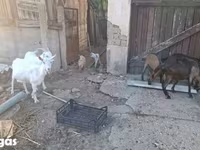 Goat, Goats — photo 1