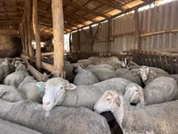 公羊, Sheep — 照片 1