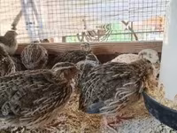 Quails — foto 7