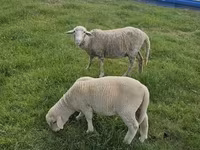 绵羊（批次，未指定性别）, Sheep — 照片 2