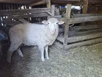 Kos, Ile-de-France sheep — 1. fotó