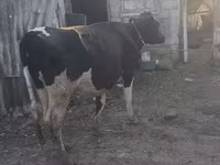 गाय, जंगली याक — फ़ोटो 3