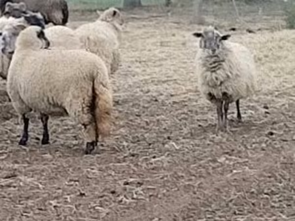 Қой, Merino sheep