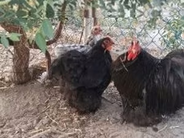 Pekin Bantam