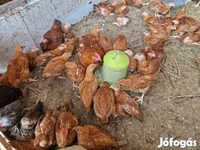 Chickens — Foto 3