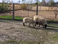 كبش, White Suffolk sheep — الصورة 3