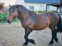 公马, Međimurje horse — 照片 3