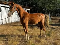Mare, Dutch warmblood horse — photo 2