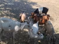 बकरा, बकरियाँ — फ़ोटो 3