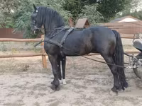 घोड़ा, Friesian — फ़ोटो 2