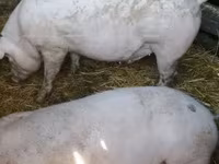 मादा सूअर, Крупная белая — फ़ोटो 4