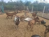 Billy Goat, Nubian Goat — photo 8