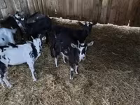 公山羊, Goats — 照片 1