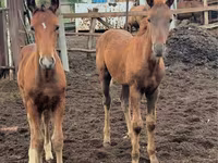 فرس, Thoroughbred horse — الصورة 6