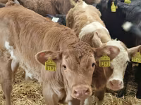 Byk, Hereford — zdjęcie 7
