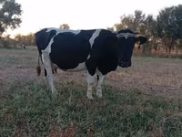 母牛, Holstein breed — 照片 8