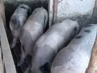 خنازير (دفعة، الجنس غير محدد), الخنازير — الصورة 2
