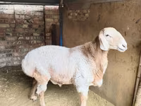 Kos, Arashan sheep — 1. fotó