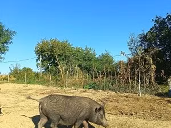 Sow, Pigs — Hungary