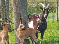 母山羊, Goats — 照片 2