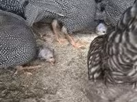Guinea fowl — 2-сурет