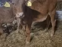 Krowa, Krowa limuzyńska — zdjęcie 1