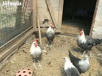 科钦 — 照片 3