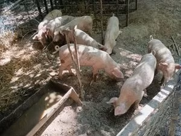 Kan, Датский ландрас