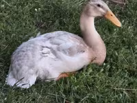 Ducks — photo 2