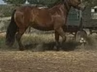 母马, Horses — 照片 2