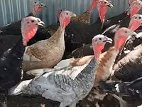 Turkeys — الصورة 1