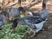 Geese — 8. fotó
